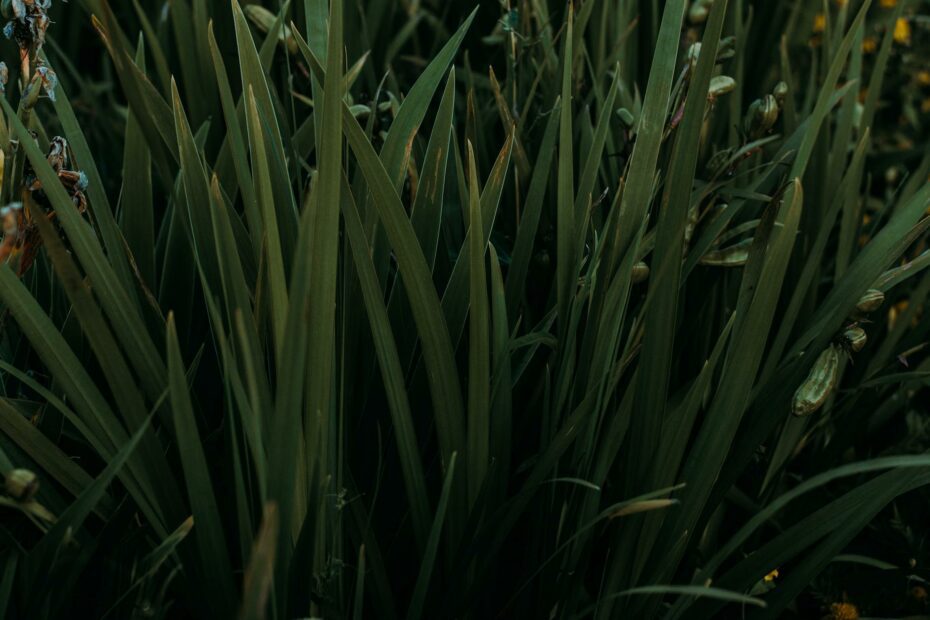 close up photography of green grass